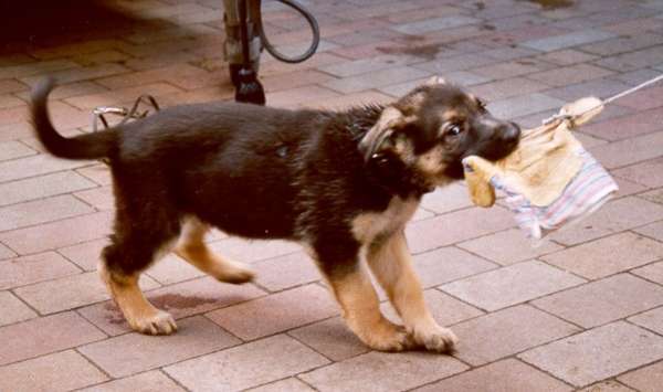 Dasty als Welpe mit Handschuh.jpg